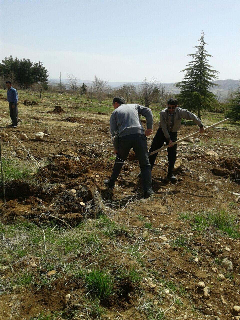 انجام درختکاري در باغ گياهشناسي دانشکده کشاورزي توسط رييس دانشکده و همکاران (تصويري)