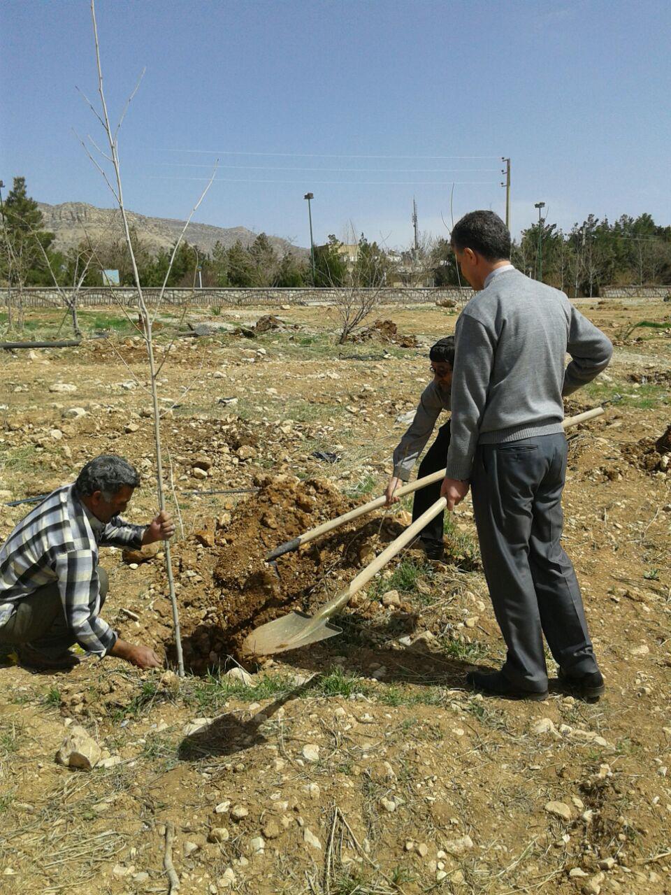 انجام درختکاري در باغ گياهشناسي دانشکده کشاورزي توسط رييس دانشکده و همکاران (تصويري)