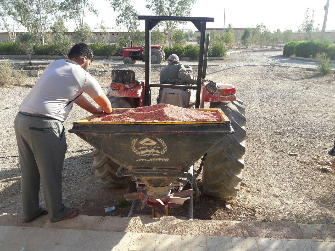 شروع کاشت کلزا و گندم در مزرعه مهران (تصويري)