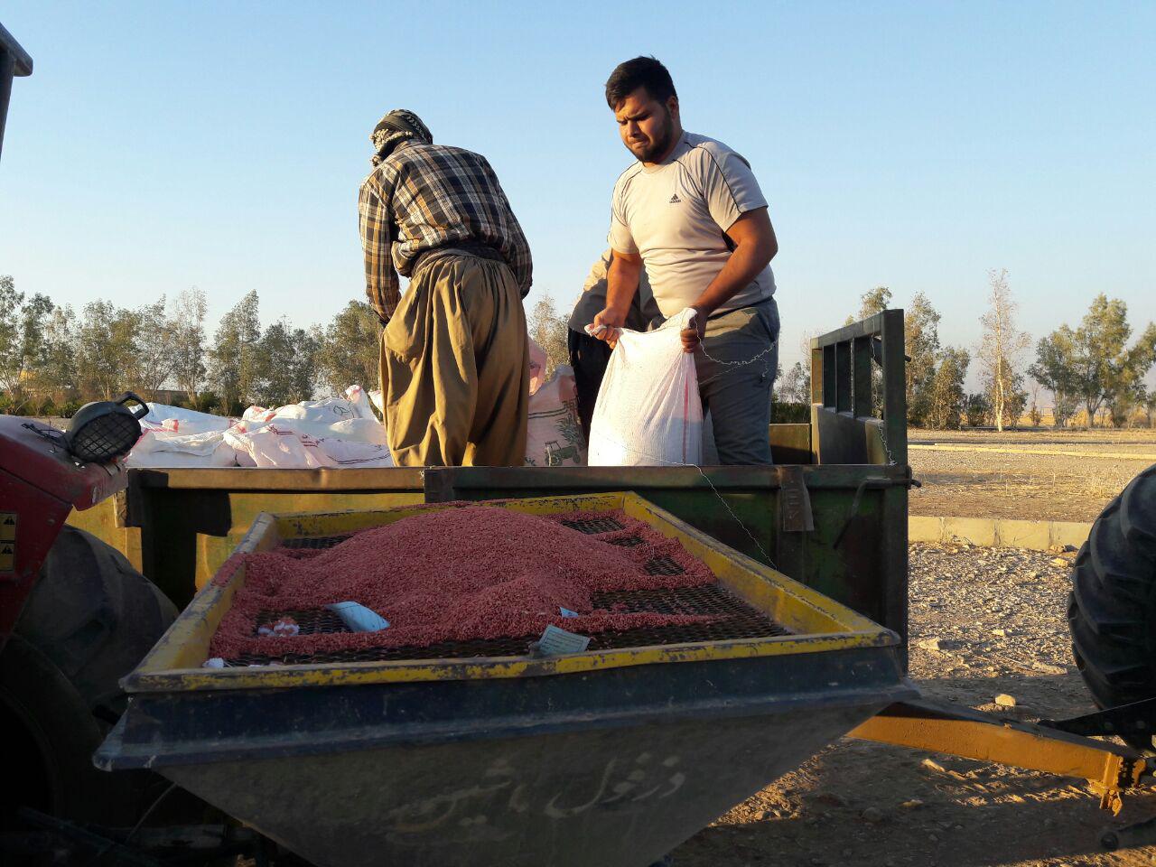 شروع کاشت کلزا و گندم در مزرعه مهران (تصويري)