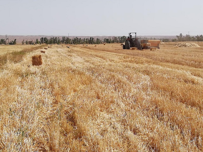  برداشت  محصول گندم، جو و يونجه در مزرعه آموزشي و پژوهشي دانشگاه در مهران