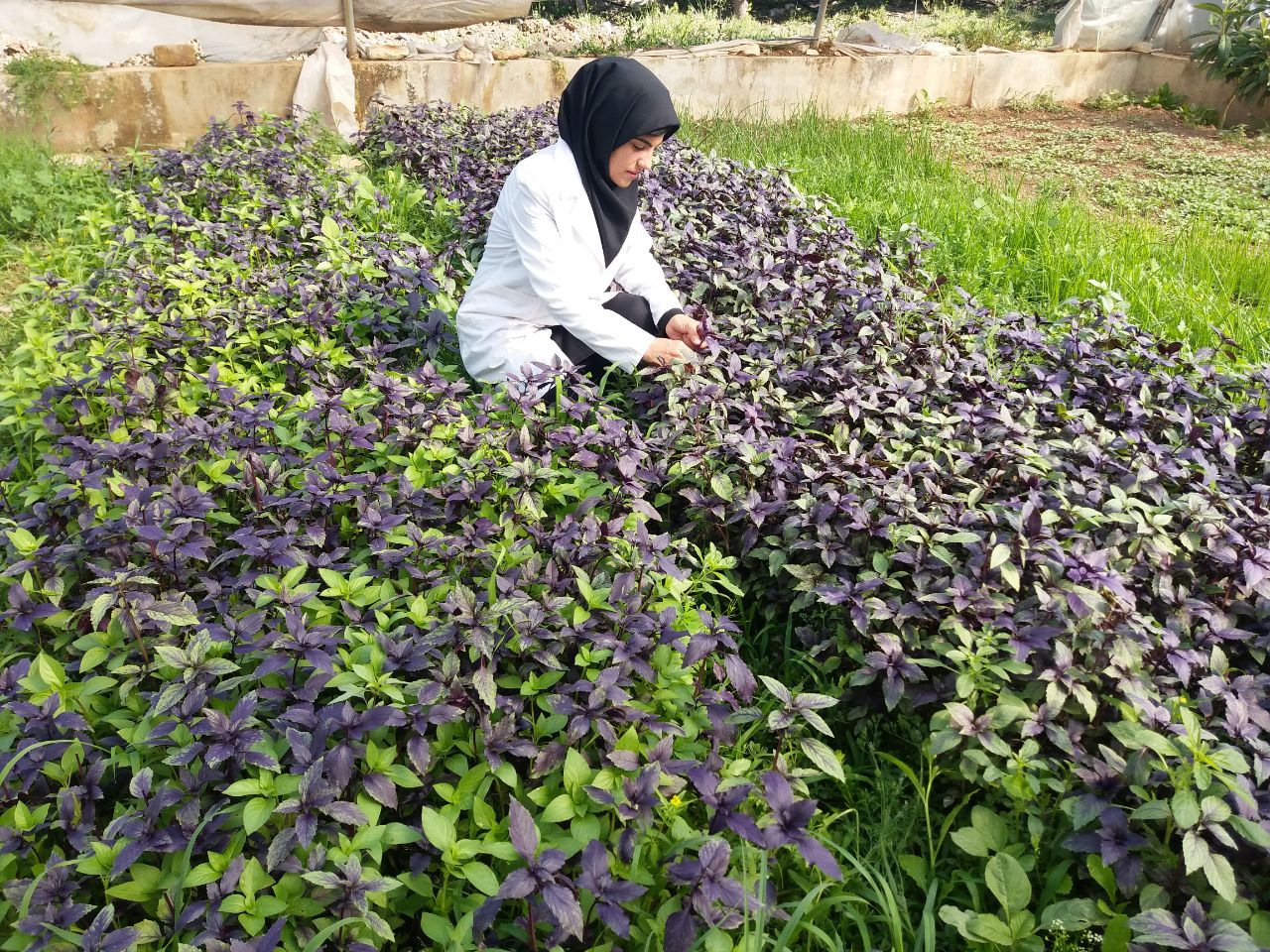 موفقيت خانم طاهره چامه دانشجوي کارشناسي ارشد دانشگاه در پرورش گياهان زينتي و توليد سبزيجات