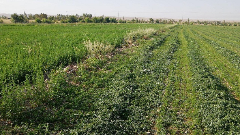 گزارش تصويري برداشت محصول گندم، جو و يونجه در مزرعه آموزشي و پژوهشي دانشگاه در مهران