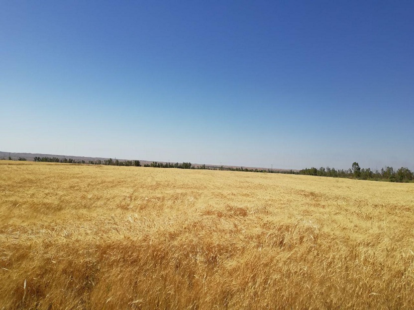 گزارش تصويري برداشت محصول گندم، جو و يونجه در مزرعه آموزشي و پژوهشي دانشگاه در مهران