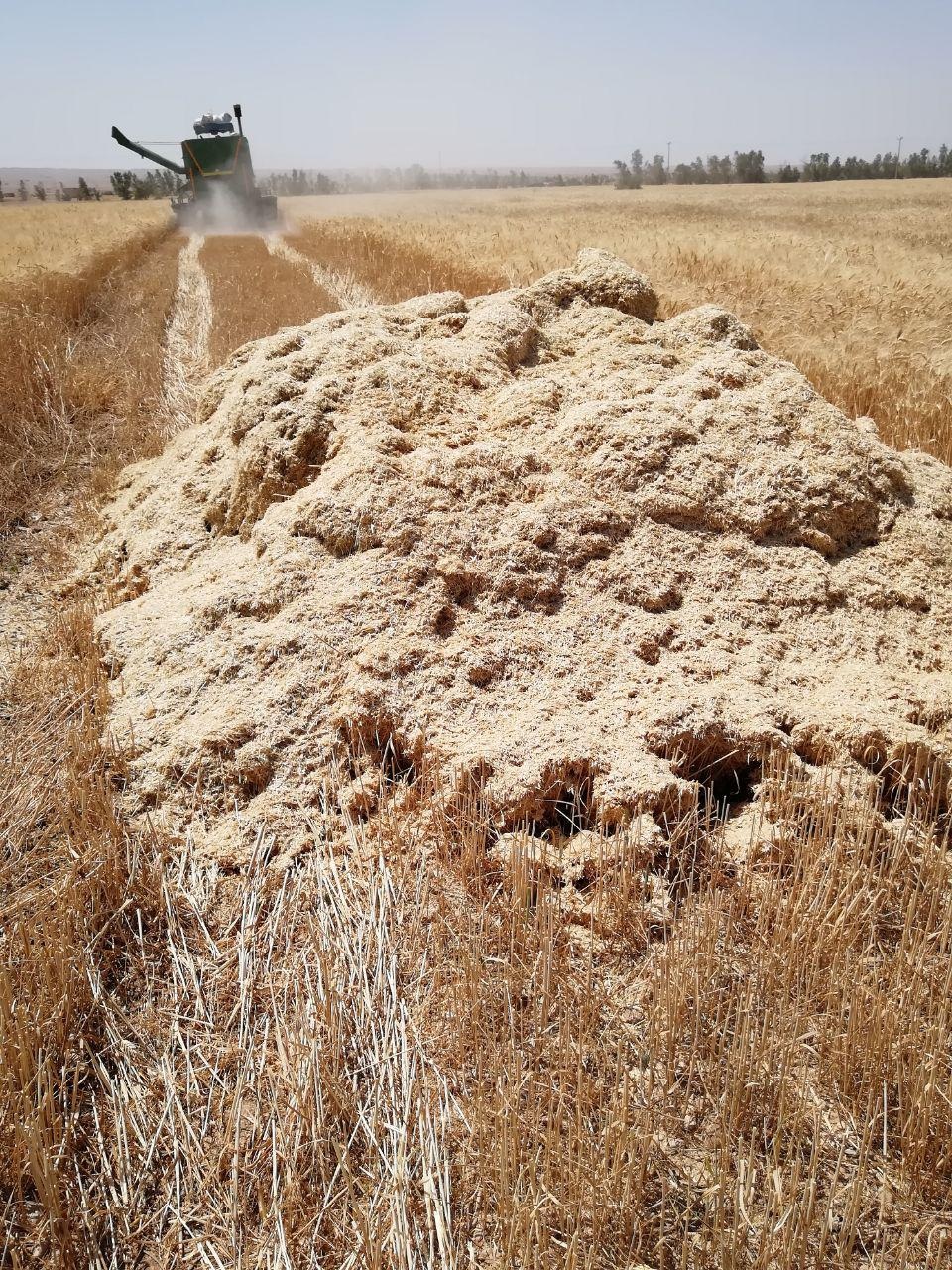 گزارش تصويري برداشت محصول گندم، جو و يونجه در مزرعه آموزشي و پژوهشي دانشگاه در مهران